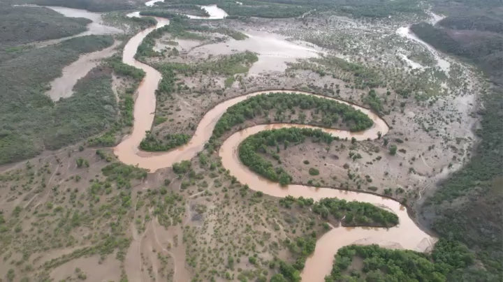 Kenya Reforest